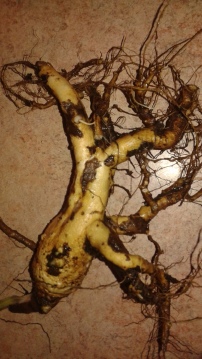 elecampane root